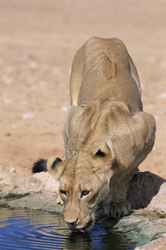 无人,站,竖图,俯视,室外,白天,旅游,度假,石头,美景,哺乳动物,野生动物,狮子,非洲,一头,喝,阴影,波纹,朦胧,模糊,光线,石子,影子,池塘,景观,水池,涟漪,娱乐,倒影,水纹,阳光,自然,动物,波浪,低头,站着,享受,休闲,景色,放松,倒映,自然风光,凶猛,水晕,垂头,阿非利加洲,反照,卡格拉格帝边境公园,卡格拉格帝跨国境公园,卡格拉格帝越界公园,残暴,凶残,石块,岩石,站立,彩图,高角度拍摄,全身