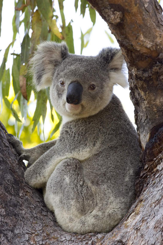 无人,坐,竖图,室外,白天,侧面,旅游,度假,美景,植物,哺乳动物,野生动物,澳大利亚,阴影,光线,影子,景观,扭头,注视,娱乐,树,树木,一只,绿色,阳光,自然,动物,观察,看,转头,享受,休闲,景色,放松,可爱,活泼,生长,成长,观看,察看,关注,自然风光,大洋洲,树袋熊,考拉,澳洲,无尾熊,可拉熊,昆士兰州,南方大陆,澳大利亚联邦,昆士兰,汤斯维尔,汤斯维尔市,坐着,彩图,全身