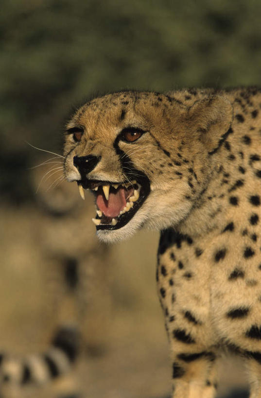 无人,站,竖图,室外,特写,白天,侧面,旅游,度假,美景,植物,豹子,野生动物,非洲,纳米比亚,阴影,朦胧,模糊,光线,影子,景观,首都,注视,娱乐,树,树木,一只,绿色,阳光,自然,动物,观察,看,站着,张嘴,享受,休闲,景色,放松,生长,成长,观看,察看,关注,自然风光,金钱豹,印度豹,凶猛,张大嘴巴,文豹,纳米比亚共和国,温得和克,残暴,凶残,张开嘴,猎豹,花豹,豹,站立,半身,彩图