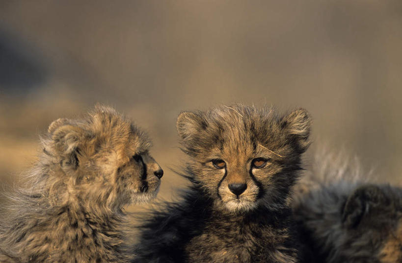无人,站,横图,室外,特写,白天,正面,旅游,度假,美景,植物,豹子,野生动物,非洲,纳米比亚,阴影,枯萎,朦胧,模糊,光线,影子,景观,枯草,首都,注视,娱乐,草,黄色,阳光,自然,动物,观察,看,站着,两只,享受,休闲,景色,放松,观看,察看,关注,自然风光,金钱豹,印度豹,凶猛,文豹,纳米比亚共和国,温得和克,残暴,凶残,猎豹,花豹,豹,站立,半身,彩图