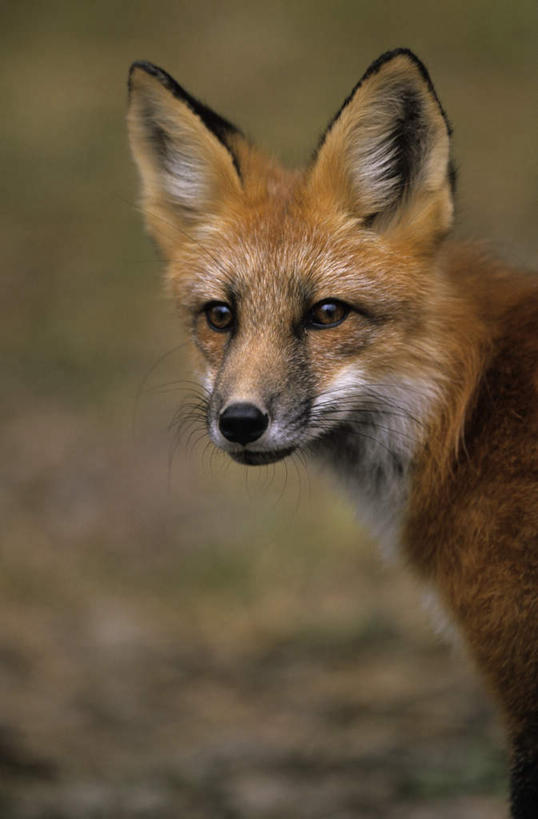 无人,站,竖图,室外,特写,白天,正面,旅游,度假,草地,草原,美景,植物,狐狸,野生动物,加拿大,阴影,朦胧,模糊,光线,影子,景观,旷野,注视,娱乐,草,一只,绿色,阳光,自然,动物,观察,看,站着,享受,休闲,景色,放松,观看,察看,北美,北美洲,关注,自然风光,原野,美洲,狡猾,北亚美利加洲,亚美利加洲,狡诈,火狐,安大略省,安省,红狐,赤狐,草狐,站立,半身,彩图