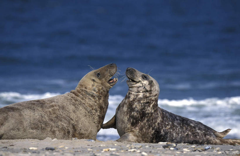 无人,躺,横图,室外,白天,侧面,旅游,度假,海浪,海洋,美景,沙滩,哺乳动物,海豹,野生动物,德国,欧洲,阴影,朦胧,模糊,光线,沙子,影子,海岸,景观,浪花,沙地,注视,娱乐,阳光,自然,海水,动物,观察,看,张嘴,两只,享受,休闲,景色,放松,可爱,活泼,观看,察看,西欧,关注,自然风光,张大嘴巴,海景,德意志联邦共和国,石荷州,荷尔斯泰因,荷尔斯泰因州,石勒苏益格,卧着,大海,风浪,海,海水的波动,海滩,近岸浪,涌浪,张开嘴,躺着,卧,半身,彩图