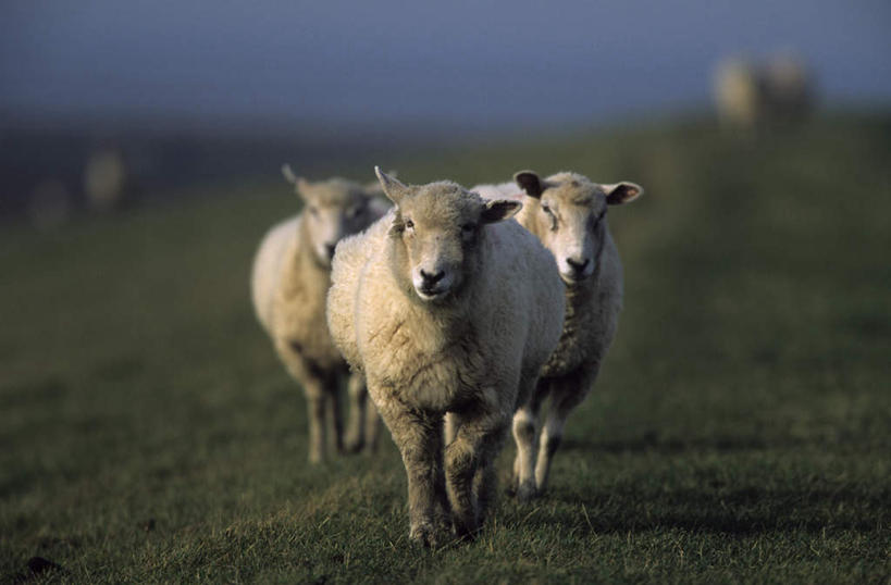 无人,站,横图,室外,白天,正面,旅游,度假,草地,草原,美景,植物,羊,德国,欧洲,三只,阴影,朦胧,模糊,光线,影子,景观,旷野,注视,娱乐,草,绿色,阳光,自然,动物,观察,看,站着,享受,休闲,家畜,景色,放松,牲畜,观看,察看,西欧,关注,自然风光,原野,德意志联邦共和国,石荷州,荷尔斯泰因,荷尔斯泰因州,石勒苏益格,绵羊,站立,彩图,全身