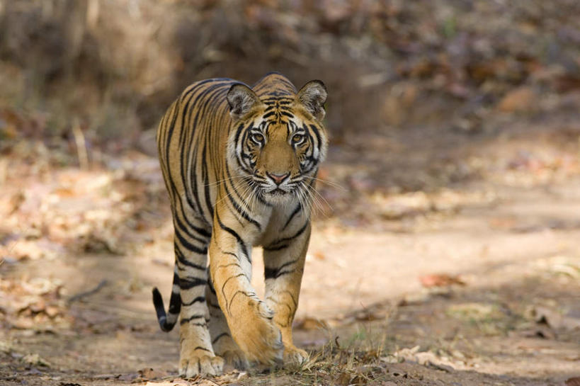 无人,走,横图,室外,白天,正面,旅游,度假,草地,草坪,石头,美景,植物,哺乳动物,虎,野生动物,叶子,印度,亚洲,阴影,光线,石子,影子,景观,枯叶,落叶,注视,娱乐,草,一只,绿色,阳光,自然,动物,观察,看,享受,休闲,景色,放松,观看,察看,关注,自然风光,孟加拉虎,南亚,凶猛,印度共和国,印度虎,中央邦,残暴,凶残,叶,叶片,石块,岩石,老虎,步行,散步,走路,彩图,全身