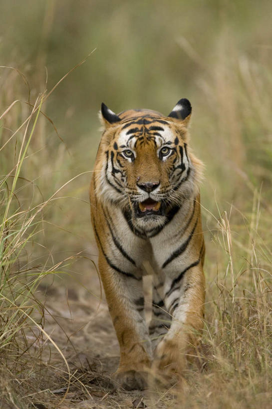 无人,走,竖图,室外,白天,正面,旅游,度假,草地,草坪,美景,植物,哺乳动物,虎,野生动物,印度,亚洲,阴影,光线,影子,景观,注视,娱乐,草,一只,绿色,阳光,自然,动物,观察,看,张嘴,享受,休闲,景色,放松,观看,察看,关注,自然风光,孟加拉虎,南亚,凶猛,张大嘴巴,印度共和国,印度虎,中央邦,残暴,凶残,张开嘴,老虎,步行,散步,走路,彩图,全身
