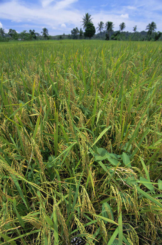 无人,农田,竖图,俯视,室外,特写,白天,旅游,度假,庄稼,农作物,美景,植物,棕榈树,叶子,印度尼西亚,印尼,亚洲,阴影,光线,影子,景观,云,云朵,绿叶,云彩,娱乐,树,树木,蓝色,绿色,白云,蓝天,天空,自然,天,享受,休闲,嫩叶,景色,放松,东南亚,生长,晴朗,成长,自然风光,苏门答腊,棕榈叶,印度尼西亚共和国,苏门答腊岛,叶,叶片,晴空,彩图,高角度拍摄,耕地,庄稼田