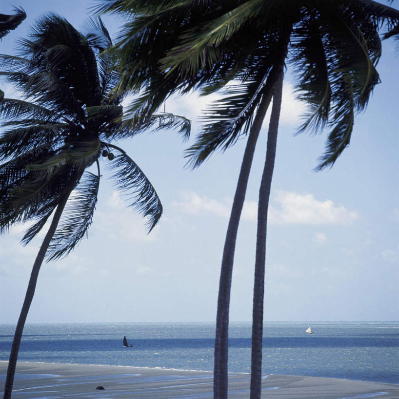 无人,竖图,室外,白天,仰视,旅游,度假,海浪,海洋,美景,沙滩,植物,棕榈树,椰子,水果,叶子,巴西,阴影,新鲜,光线,沙子,影子,海岸,景观,浪花,水平线,云,云朵,辽阔,生食,食品,果实,绿叶,海平线,沙地,云彩,娱乐,树,树木,食物,蓝色,绿色,白云,蓝天,天空,阳光,自然,海水,天,享受,休闲,广阔,嫩叶,景色,南美,放松,有机食品,绿色食品,生长,晴朗,成长,一望无际,南美洲,拉丁美洲,自然风光,美洲,海景,棕榈叶,巴西联邦共和国,亚美利加洲,南亚美利加洲,大椰,胥余,椰瓢,越王头,无边无际,一马平川,叶,叶片,大海,风浪,海,海水的波动,海滩,近岸浪,涌浪,晴空,彩图,低角度拍摄,水天相接,水天一线