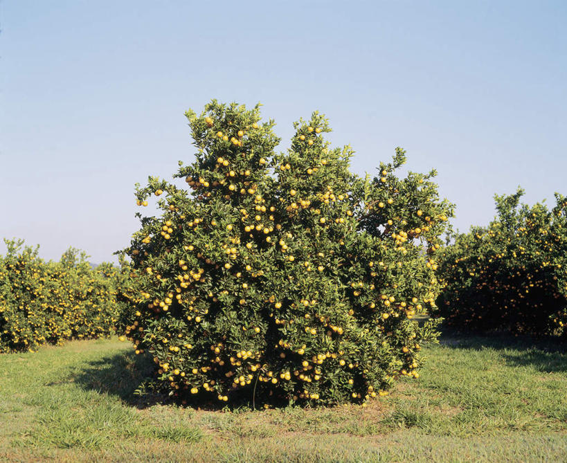 无人,果园,横图,室外,白天,正面,旅游,度假,草地,草坪,美景,田园,植物,柑橘,水果,吊挂,悬挂,阴影,新鲜,光线,影子,景观,生食,食品,果实,果树,挂,娱乐,草,树,树木,食物,蓝色,绿色,蓝天,天空,阳光,自然,天,享受,休闲,景色,放松,有机食品,绿色食品,生长,晴朗,成长,自然风光,万里无云,田庄,园子,晴空,晴空万里,橘子,桔子,橙子,橙,彩图