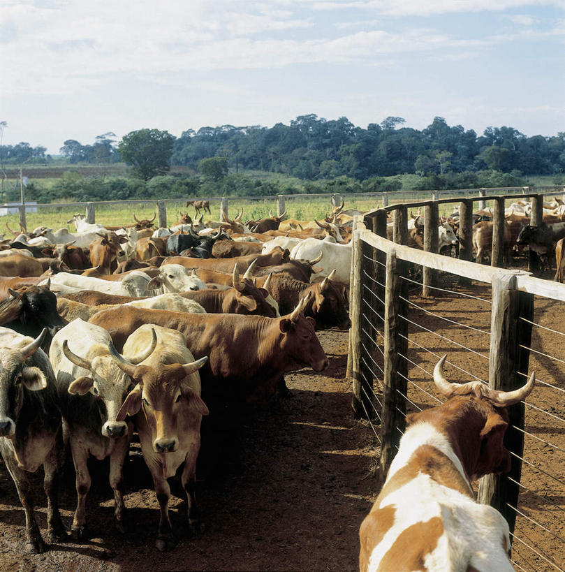 无人,农场,栏杆,站,竖图,室外,白天,正面,旅游,度假,畜牧业,牧场,草地,草坪,美景,植物,牛,巴西,一群,许多,阴影,光线,影子,栅栏,景观,篱笆,云,云朵,围栏,很多,云彩,注视,娱乐,护栏,草,树,树木,蓝色,绿色,白云,蓝天,天空,阳光,自然,动物,天,观察,看,站着,享受,休闲,家畜,景色,南美,放松,牲畜,生长,晴朗,成长,观看,察看,南美洲,拉丁美洲,关注,自然风光,美洲,畜牧,巴西联邦共和国,牧业,亚美利加洲,南亚美利加洲,晴空,站立,彩图,全身