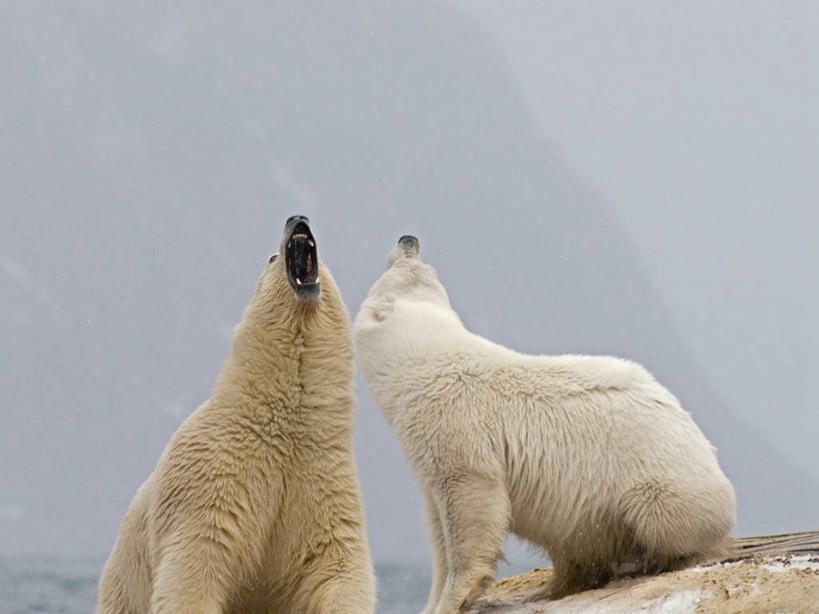 无人,横图,室外,白天,北极,全球变暖,北极熊,哺乳动物,野生动物,熊,挪威,冲突,食品,自然,动物,两只,摄影,鲸,生物学,打斗,挑战,斯瓦尔巴德群岛,濒危物种,长须鲸,群岛,彩图,弱点