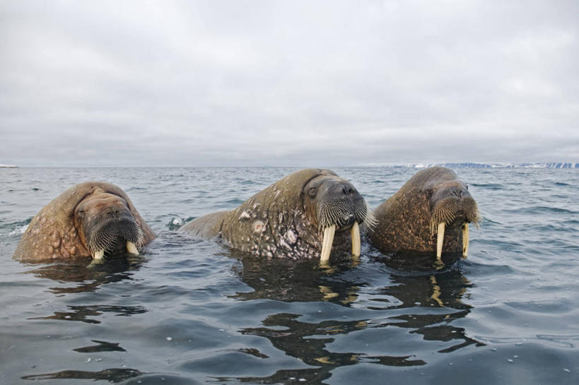 无人,横图,室外,白天,北极,水,全球变暖,哺乳动物,野生动物,挪威,长牙,海象,自然,动物,摄影,生物学,斯瓦尔巴德群岛,群岛,彩图