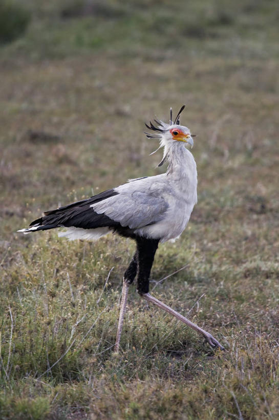 无人,竖图,室外,白天,侧面,科技,野生动物,羽毛,坦桑尼亚,鸟类,捕食,动物,个性,摄影,蛇鹫,塞伦盖蒂国家公园,步行,彩图