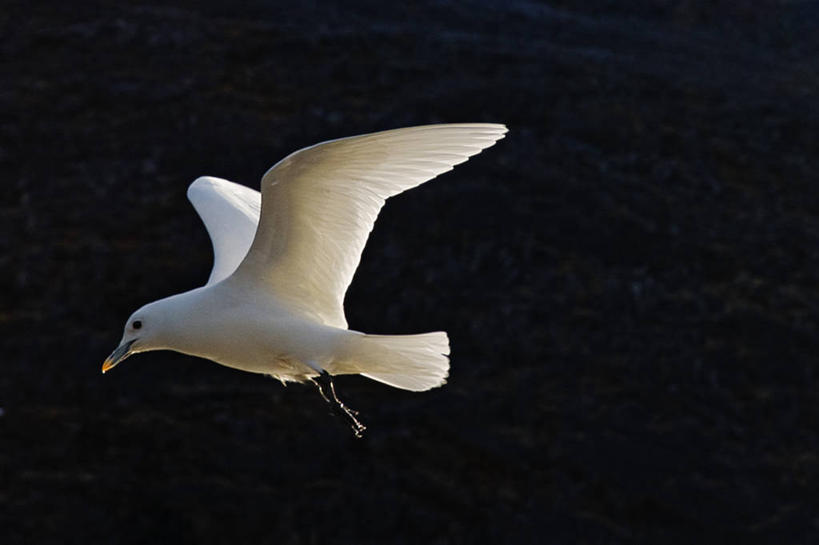 无人,横图,室外,白天,侧面,北极,全球变暖,海鸟,海鸥,野生动物,挪威,鸟类,飞,自然,动物,摄影,迁徙,生物学,斯瓦尔巴德群岛,彩图