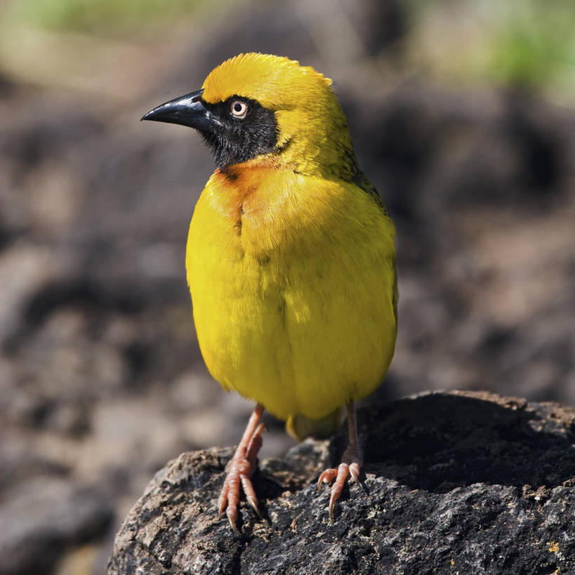 无人,方图,彩色,室外,白天,侧面,野生动物,非洲,坦桑尼亚,鸟类,黄色,动物,摄影,栖息,五颜六色,色彩斑斓,五彩缤纷,五彩斑斓,阿鲁沙区,东非,恩戈罗恩戈罗保护区,恩戈罗恩戈罗自然保护区,坦桑尼亚联合共和国,五光十色,彩图