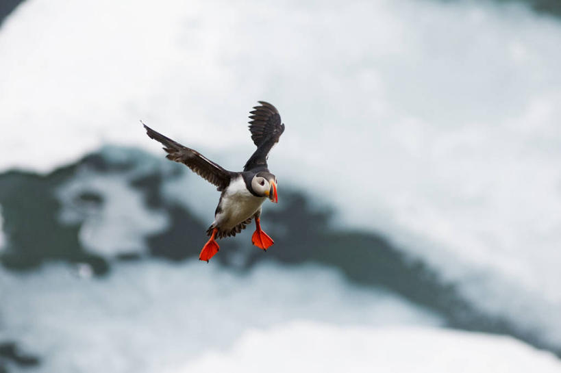 无人,横图,室外,白天,北极,水,全球变暖,海鸟,鸟,野生动物,羽毛,挪威,鸟类,冰,飞,自然,动物,可爱,摄影,活泼,气象,迁徙,生物学,气候,角嘴海雀,海雀,斯瓦尔巴德群岛,彩图,旅行,冰架