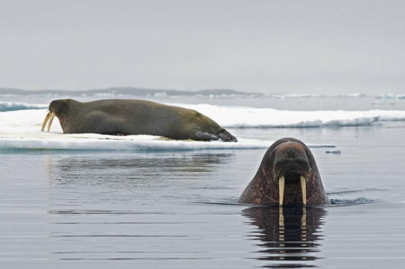 无人,横图,室外,白天,正面,北极,水,全球变暖,哺乳动物,野生动物,挪威,长牙,海象,冰,冰川,自然,动物,两只,休息,摄影,气象,生物学,气候,斯瓦尔巴德群岛,群岛,睡觉,彩图,冰架