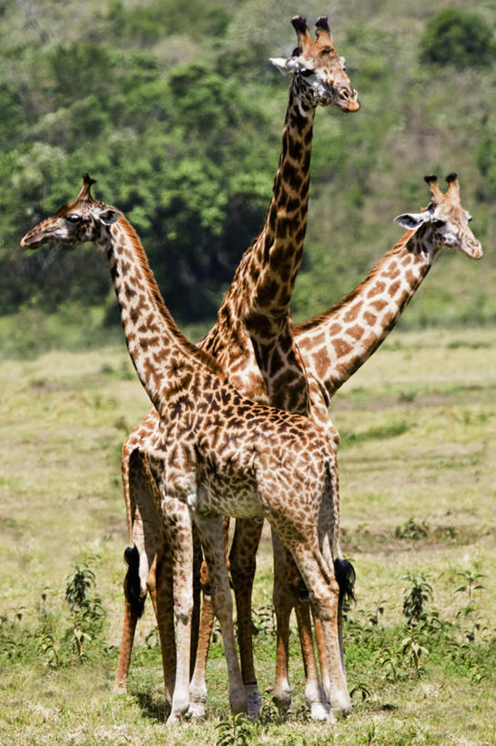 无人,竖图,室外,白天,侧面,哺乳动物,长颈鹿,野生动物,坦桑尼亚,动物,摄影,观看,伪装,机敏,阿鲁沙国家公园,彩图,好奇心