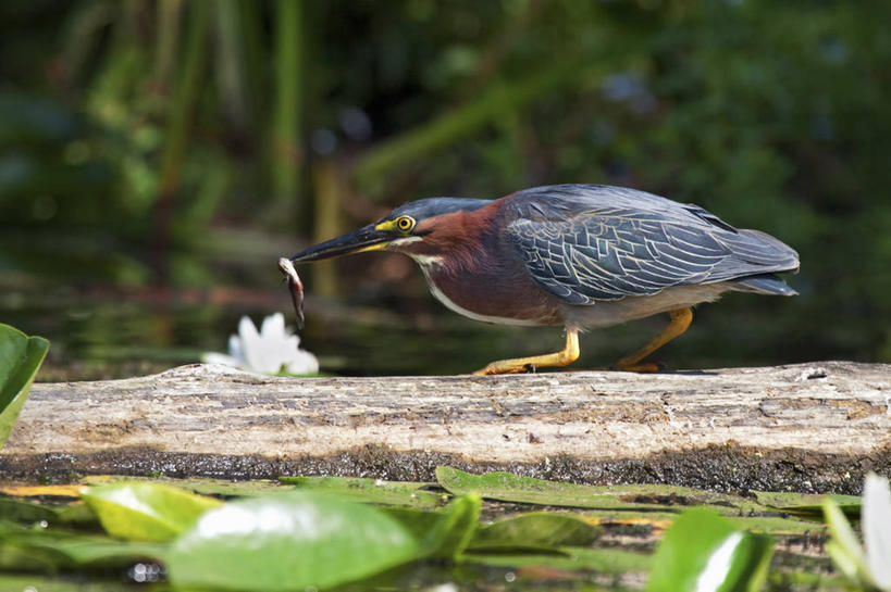 无人,吃,横图,室外,白天,侧面,成功,鸟,野生动物,羽毛,美国,苍鹭,鸟类,捕食,鱼类,动物,平衡,摄影,圆木,决心,华盛顿州,西雅图,潘塔纳尔湿地,灰鹳,技能,彩图,钓鱼,罢工