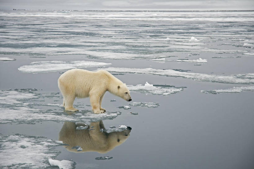 无人,跑,横图,室外,白天,侧面,北极,全球变暖,北极熊,哺乳动物,野生动物,挪威,环保,反射,捕食,冰,自然,动物,浮冰,摄影,能源,气象,回收,资源,生物学,气候,利用,低碳,循环,持续,斯瓦尔巴德群岛,濒危物种,群岛,彩图,弱点,冰架