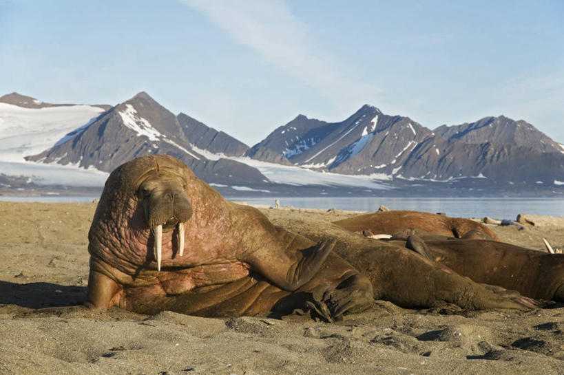 无人,横图,室外,白天,北极,山,山脉,水,全球变暖,哺乳动物,野生动物,挪威,海象,自然,动物,休息,摄影,生物学,斯瓦尔巴德群岛,海滩,群岛,彩图