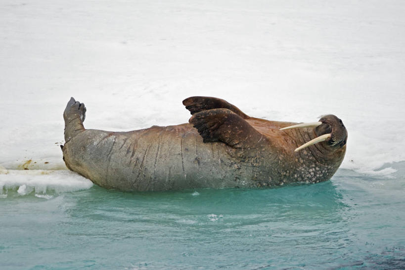 无人,横图,室外,白天,侧面,水,全球变暖,哺乳动物,野生动物,象牙,挪威,长牙,海象,冰,冰川,自然,动物,摄影,生物学,北冰洋,斯瓦尔巴德群岛,压路车,彩图,冰架