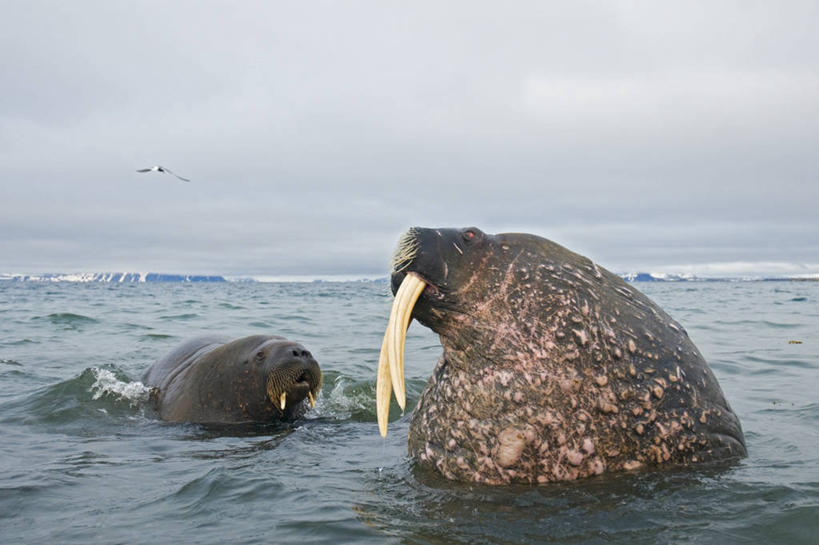 无人,横图,室外,白天,留白,北极,水,全球变暖,哺乳动物,野生动物,挪威,长牙,海象,痕迹,自然,动物,两只,摄影,生物学,疤痕,伤疤,斯瓦尔巴德群岛,伤痕,群岛,彩图