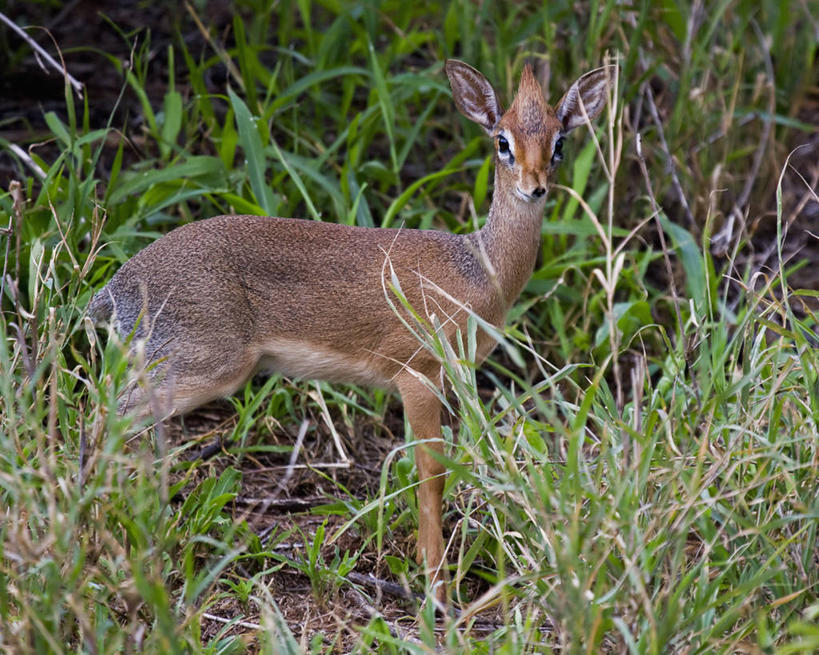 无人,横图,室外,白天,侧面,纯洁,哺乳动物,野生动物,羊,坦桑尼亚,小的,羚羊,听,动物,可爱,童年,童趣,摄影,活泼,观看,童真,烂漫,无邪,机敏,天真,彩图,弱点