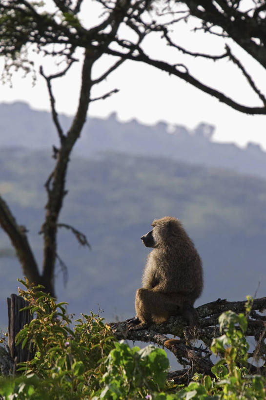 无人,竖图,室外,白天,日出,哺乳动物,野生动物,非洲,坦桑尼亚,狒狒,动物,思考,可爱,摄影,活泼,观看,权威,杂食动物,灵长目,支配,东非狒狒,橄榄狒狒,绿狒狒,阿鲁沙区,东非,恩戈罗恩戈罗保护区,恩戈罗恩戈罗自然保护区,坦桑尼亚联合共和国,彩图