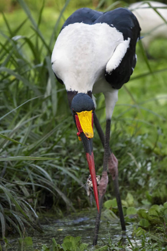 无人,竖图,室外,白天,野生动物,坦桑尼亚,涉水,鸟类,捕食,黄色,红色,白色,黑色,动物,摄影,鹳,阿鲁沙国家公园,彩图,钓鱼