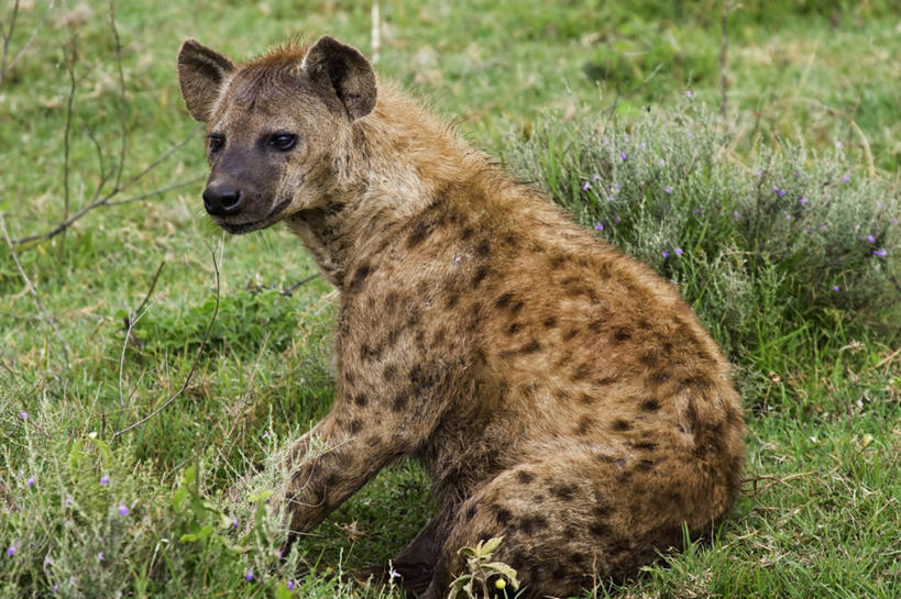 无人,横图,室外,白天,哺乳动物,野生动物,非洲,坦桑尼亚,生气,捕食,动物,愤怒,摄影,恼怒,愤慨,怒气,气愤,发怒,怒火,情绪,进攻,脾气,忿怒,怨恨,强烈,斑点土狼,阿鲁沙区,东非,恩戈罗恩戈罗保护区,恩戈罗恩戈罗自然保护区,坦桑尼亚联合共和国,气忿,愤恨,肝火,激动,彩图