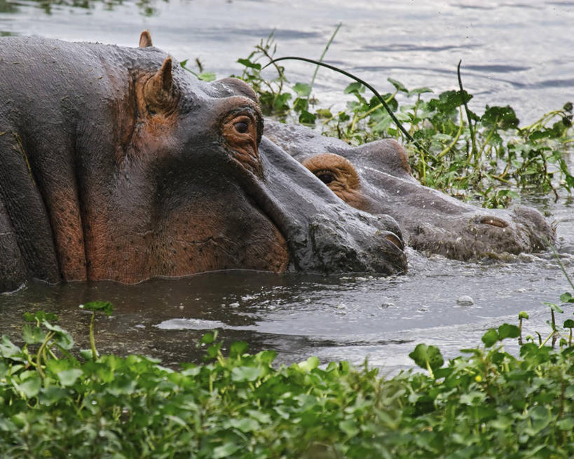 无人,横图,室外,白天,水,哺乳动物,河马,野生动物,非洲,坦桑尼亚,涉水,自然,动物,两只,摄影,沼泽,潘塔纳尔湿地,阿鲁沙区,东非,恩戈罗恩戈罗保护区,恩戈罗恩戈罗自然保护区,坦桑尼亚联合共和国,彩图