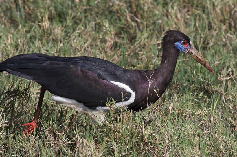 无人,横图,室外,白天,侧面,野生动物,非洲,坦桑尼亚,鸟类,捕食,蓝色,动物,摄影,阿鲁沙区,东非,恩戈罗恩戈罗保护区,恩戈罗恩戈罗自然保护区,坦桑尼亚联合共和国,彩图