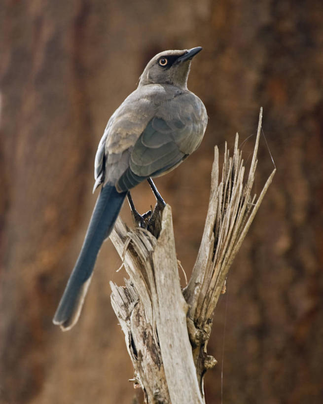 无人,竖图,室外,白天,侧面,野生动物,坦桑尼亚,鸟类,尾巴,褐色,灰色,动物,摄影,彩图