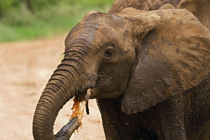 无人,横图,室外,白天,野生动物,坦桑尼亚,长牙,喝,溅,非洲象,黄色,红色,动物,摄影,幽默,泥,粘土,濒危物种,象,彩图