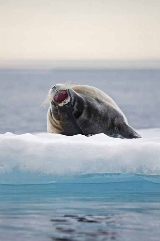 无人,竖图,室外,白天,北极,全球变暖,哺乳动物,海豹,野生动物,挪威,冰,自然,动物,浮冰,打哈欠,休息,可爱,摄影,活泼,气象,生物学,气候,斯瓦尔巴德群岛,群岛,彩图,冰架