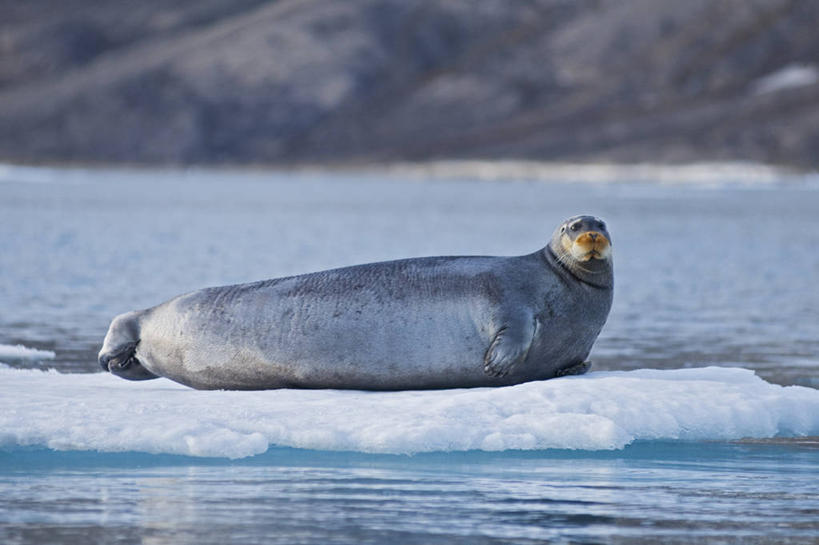 无人,横图,室外,白天,侧面,北极,全球变暖,哺乳动物,海豹,野生动物,挪威,冰,自然,动物,浮冰,休息,可爱,摄影,活泼,气象,生物学,气候,斯瓦尔巴德群岛,群岛,彩图,冰架