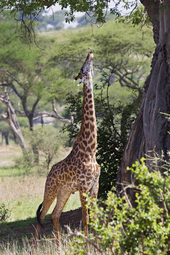无人,竖图,室外,白天,侧面,午餐,哺乳动物,长颈鹿,野生动物,坦桑尼亚,斑点,动物,伸手,摄影,幽默,膳食,饥饿,彩图,饿