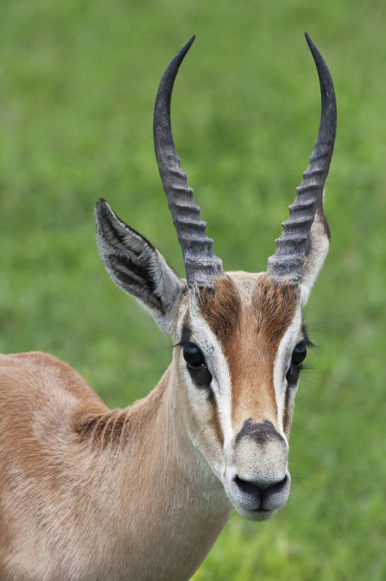 无人,竖图,室外,白天,互联网,哺乳动物,野生动物,非洲,坦桑尼亚,条纹,动物,摄影,阿鲁沙区,东非,恩戈罗恩戈罗保护区,恩戈罗恩戈罗自然保护区,坦桑尼亚联合共和国,彩图