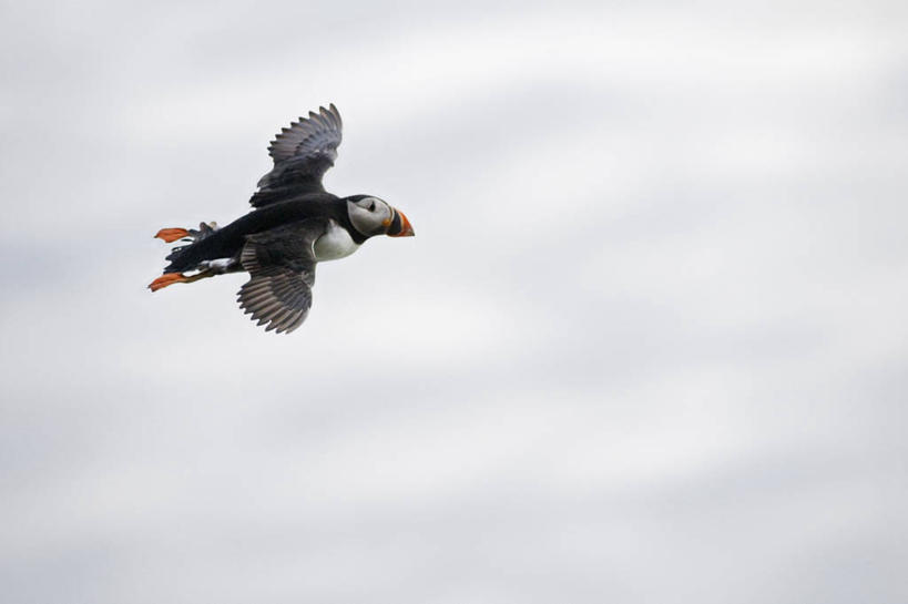 无人,横图,室外,白天,留白,侧面,北极,全球变暖,海鸟,鸟,野生动物,羽毛,挪威,鸟类,飞,自然,动物,可爱,摄影,活泼,迁徙,生物学,角嘴海雀,海雀,斯瓦尔巴德群岛,彩图,旅行