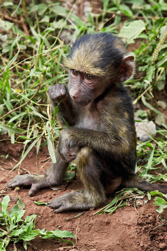 无人,坐,竖图,室外,白天,纯洁,哺乳动物,野生动物,坦桑尼亚,小的,狒狒,动物,可爱,童年,童趣,摄影,活泼,杂食动物,童真,烂漫,无邪,灵长目,东非狒狒,橄榄狒狒,绿狒狒,咀嚼,天真,彩图,弱点