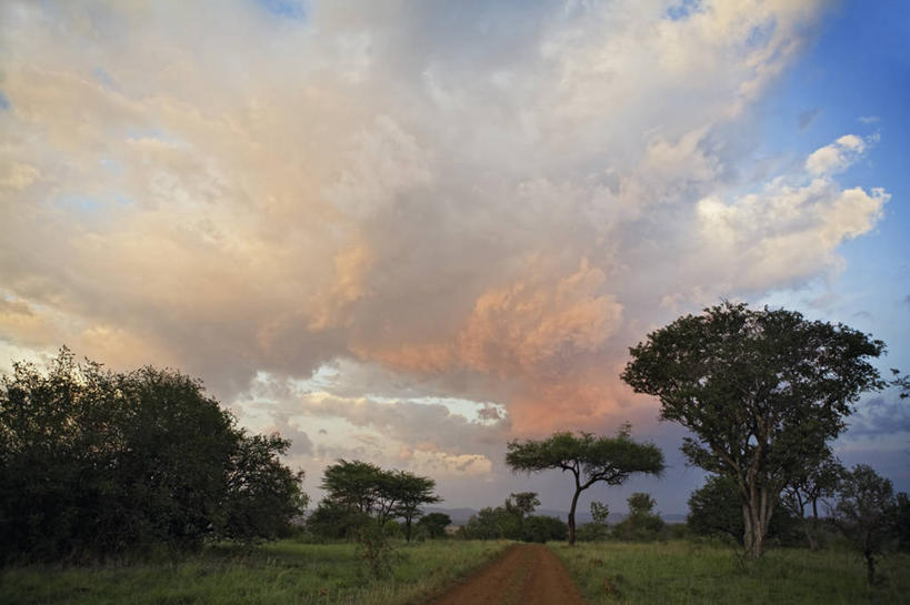 无人,横图,室外,白天,日落,树林,坦桑尼亚,地形,云,草,天空,黄昏,平原,摄影,宁静,积雨云,塞伦盖蒂国家公园,雷雨,彩图