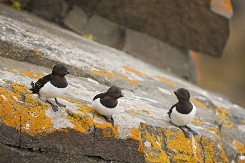 无人,横图,室外,白天,北极,全球变暖,野生动物,羽毛,挪威,鸟类,悬崖,地衣,自然,动物,摄影,迁徙,生物学,斯瓦尔巴德群岛,海鸦,彩图,小海雀