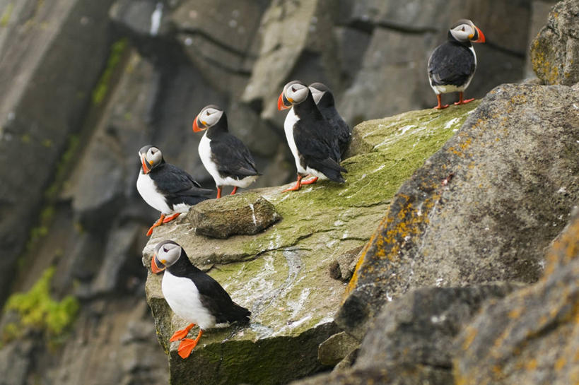 无人,横图,室外,白天,侧面,北极,全球变暖,海鸟,鸟,野生动物,挪威,鸟类,悬崖,自然,动物,可爱,摄影,活泼,迁徙,生物学,角嘴海雀,海雀,斯瓦尔巴德群岛,彩图