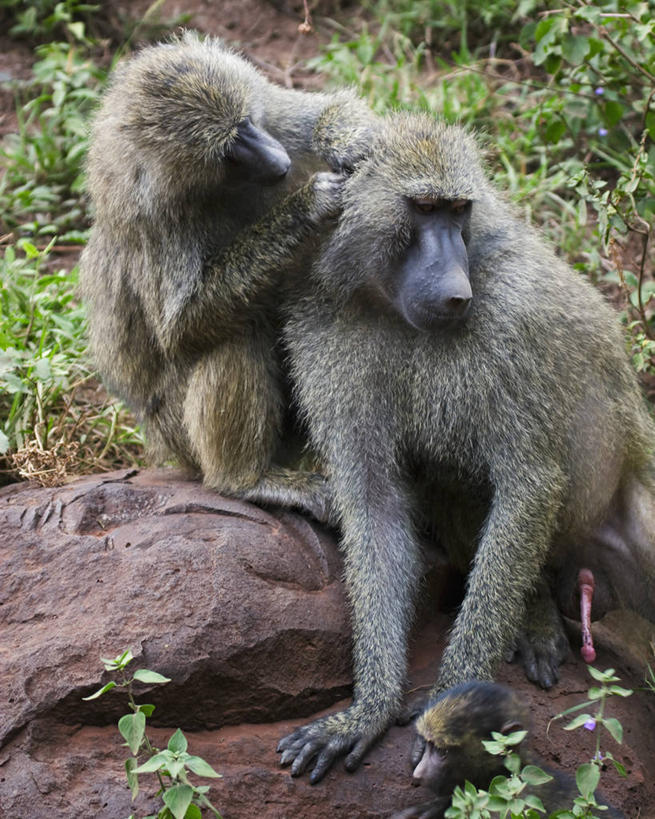 无人,坐,竖图,室外,白天,哺乳动物,野生动物,坦桑尼亚,连接,狒狒,动物,两只,可爱,摄影,活泼,清理,卫生,关爱,杂食动物,纯净,灵长目,东非狒狒,橄榄狒狒,绿狒狒,彩图