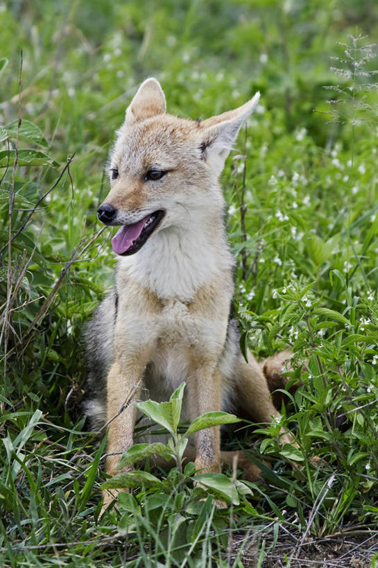 无人,坐,竖图,室外,白天,纯洁,哺乳动物,狗,野生动物,非洲,坦桑尼亚,小狗,动物,可爱,童年,童趣,摄影,童真,烂漫,无邪,金毛豺,阿鲁沙区,东非,恩戈罗恩戈罗保护区,恩戈罗恩戈罗自然保护区,坦桑尼亚联合共和国,天真,彩图,弱点