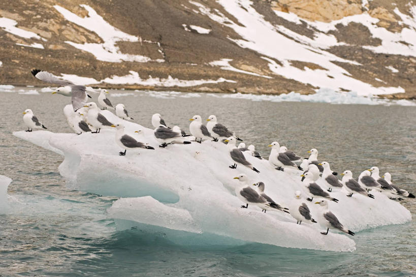 无人,横图,室外,白天,北极,水,海鸟,野生动物,挪威,一群,许多,鸟类,冰,很多,冰川,自然,动物,休息,摄影,气象,生物学,气候,冰河,三趾鸥,斯瓦尔巴德群岛,彩图