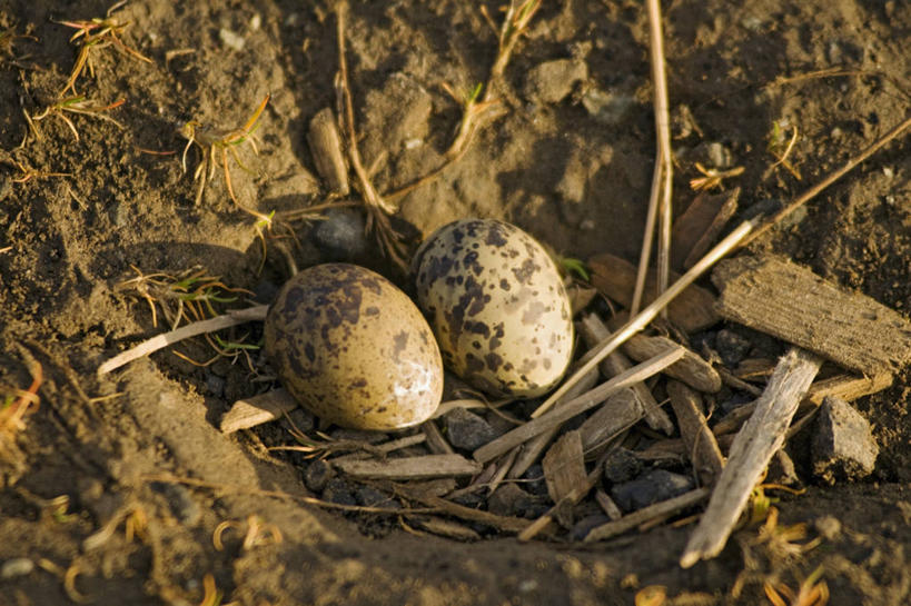无人,横图,室外,特写,白天,北极,全球变暖,野生动物,挪威,鸟类,鸟巢,小鸟,两个,自然,动物,摄影,生物学,卵,北极燕鸥,斯瓦尔巴德群岛,濒危物种,彩图,朗伊尔城,弱点,冻原