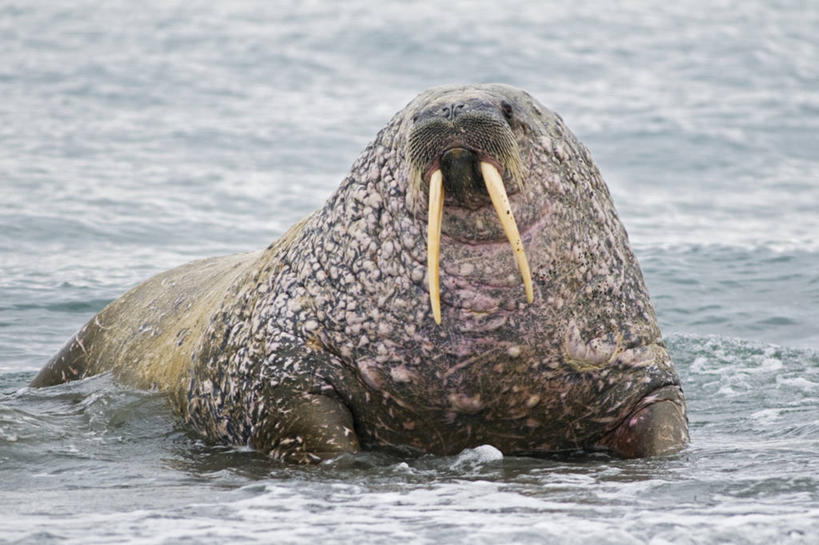 无人,横图,室外,白天,正面,北极,水,全球变暖,哺乳动物,野生动物,象牙,挪威,长牙,海象,痕迹,自然,动物,摄影,生物学,疤痕,伤疤,斯瓦尔巴德群岛,伤痕,海滩,群岛,彩图