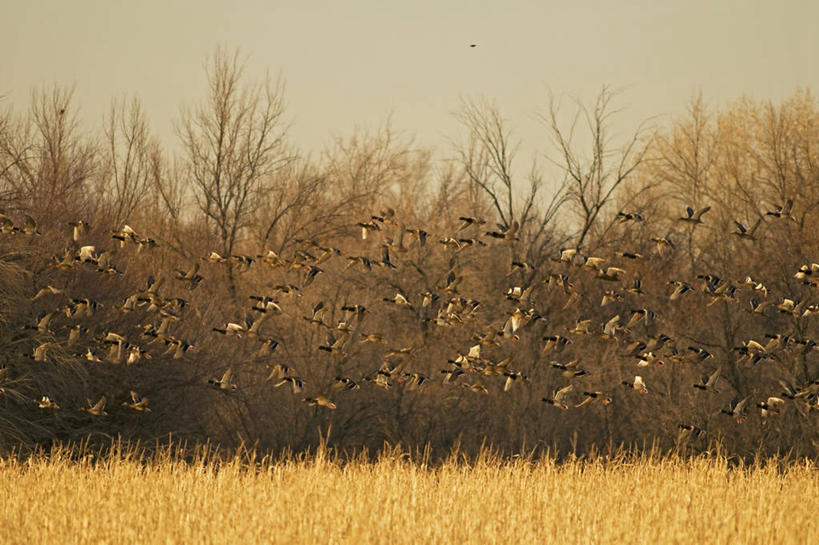 无人,横图,室外,白天,野生动物,美国,一群,许多,科学,鸟类,鸭子,很多,飞,自然,动物,摄影,水禽,迁徙,生物学,北美,北美洲,美洲,野鸭,新墨西哥,新墨西哥州,北亚美利加洲,亚美利加洲,迷人之地,迷人之州,国家野生动物保护区,博斯克德尔阿帕奇国家野生动物保护区,彩图,美利坚合众国