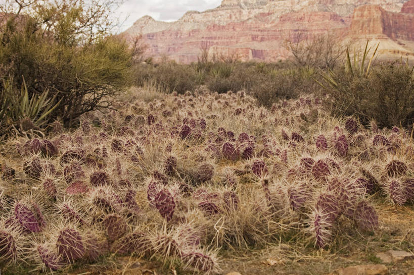 无人,横图,室外,白天,仙人球,仙人掌,美国,大峡谷,自然,摄影,亚利桑那,国家公园,痛苦,大峡谷国家公园,彩图,旅行